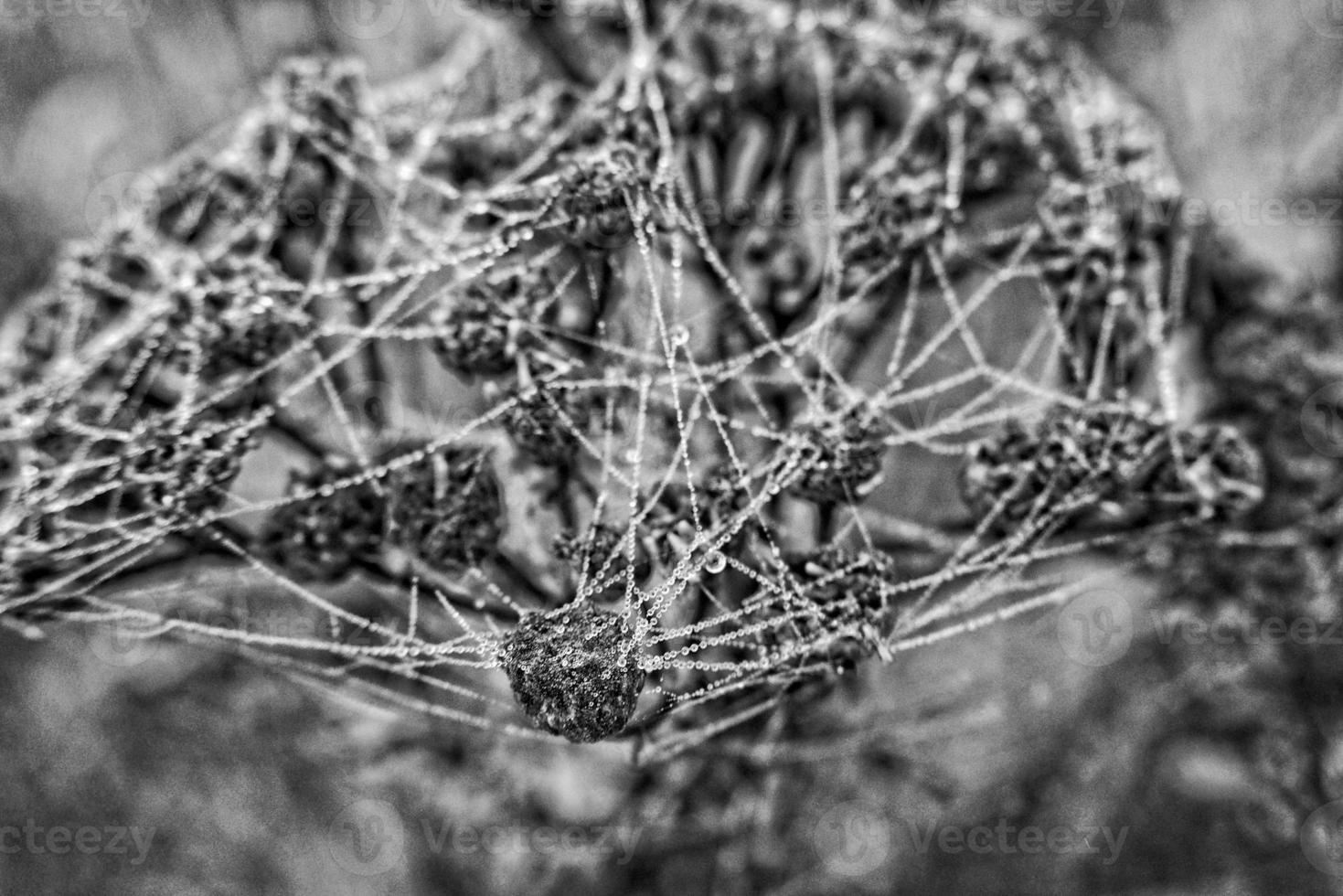 autumn spider web in the fog on a plant with droplets of water photo