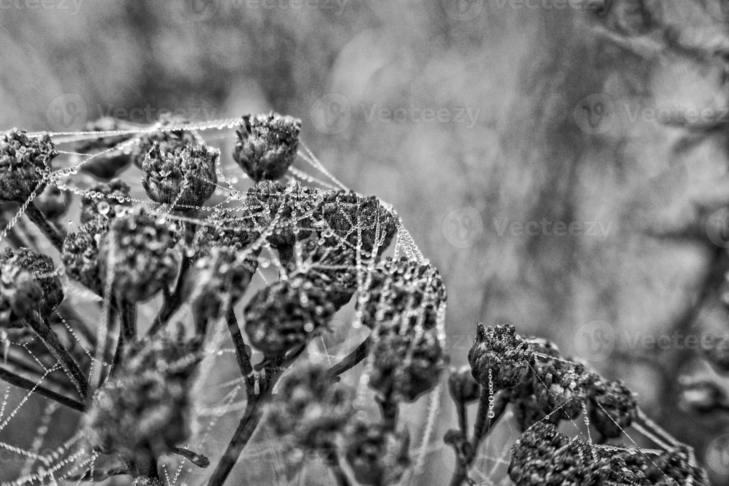 autumn spider web in the fog on a plant with droplets of water photo