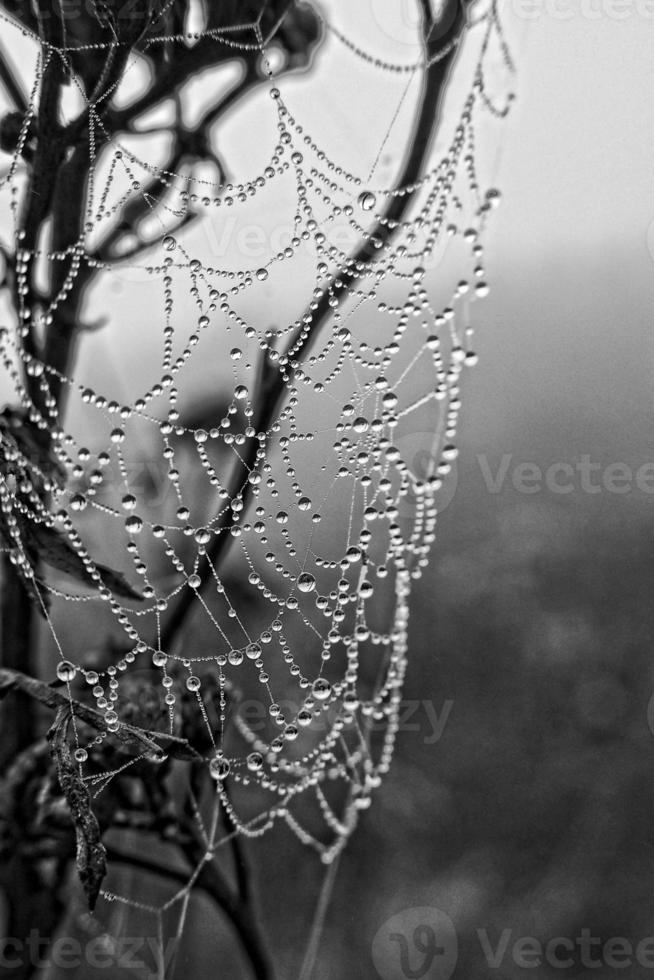 autumn spider web in the fog on a plant with droplets of water photo