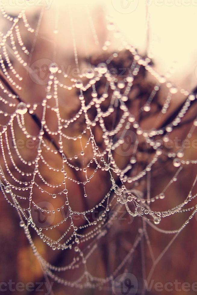 autumn spider web in the fog on a plant with droplets of water photo