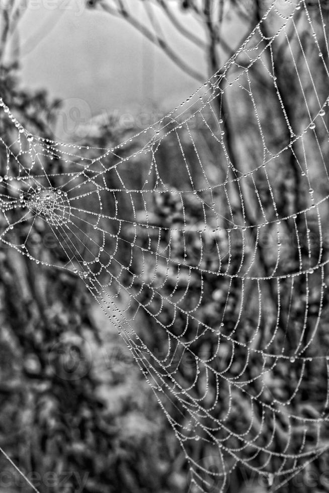 autumn spider web in the fog on a plant with droplets of water photo