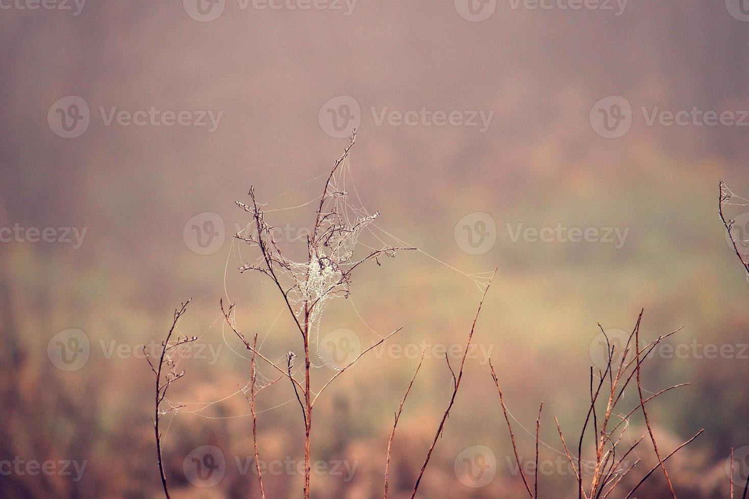 autumn spider web in the fog on a plant with droplets of water photo