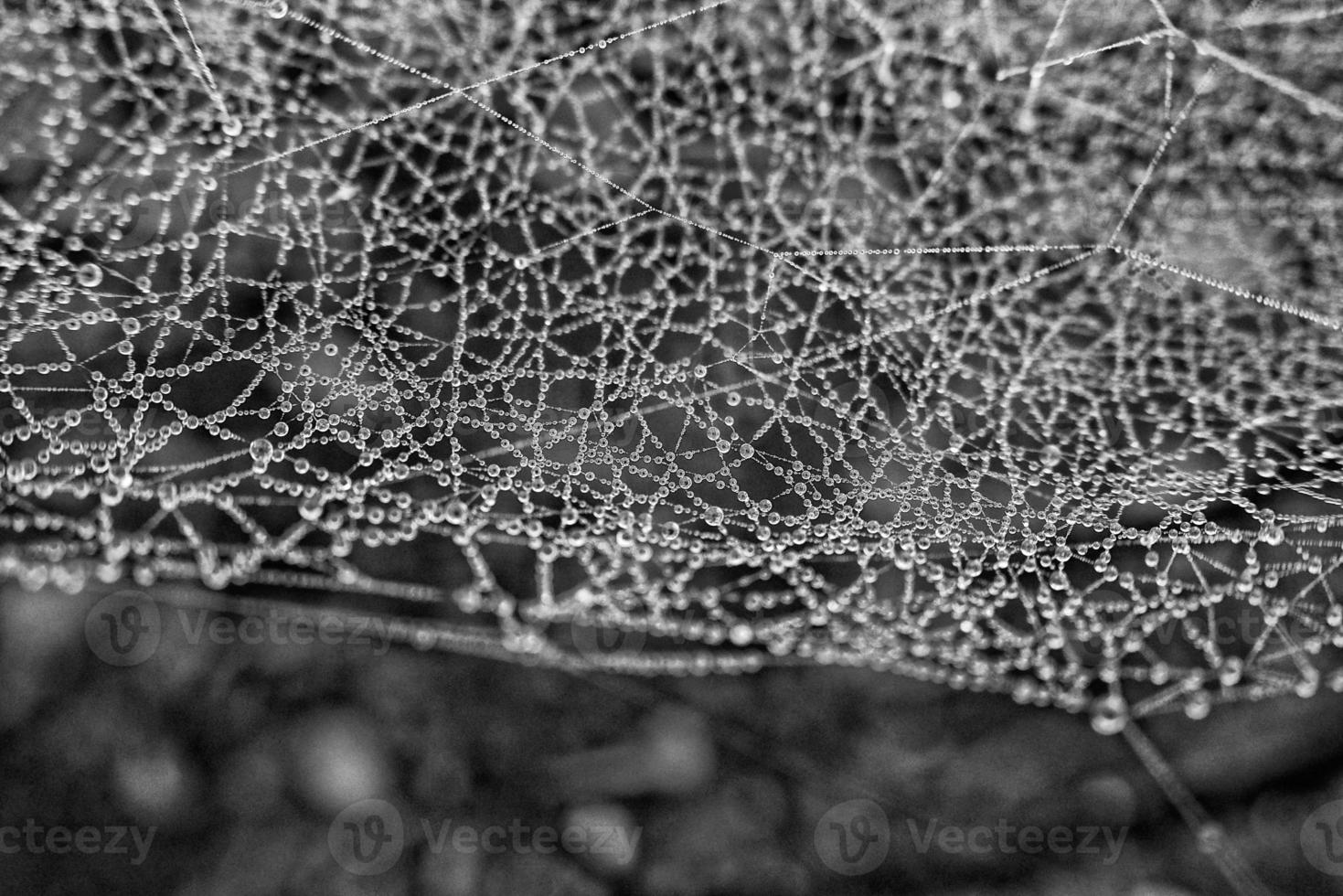 otoño araña web en el niebla en un planta con gotas de agua foto