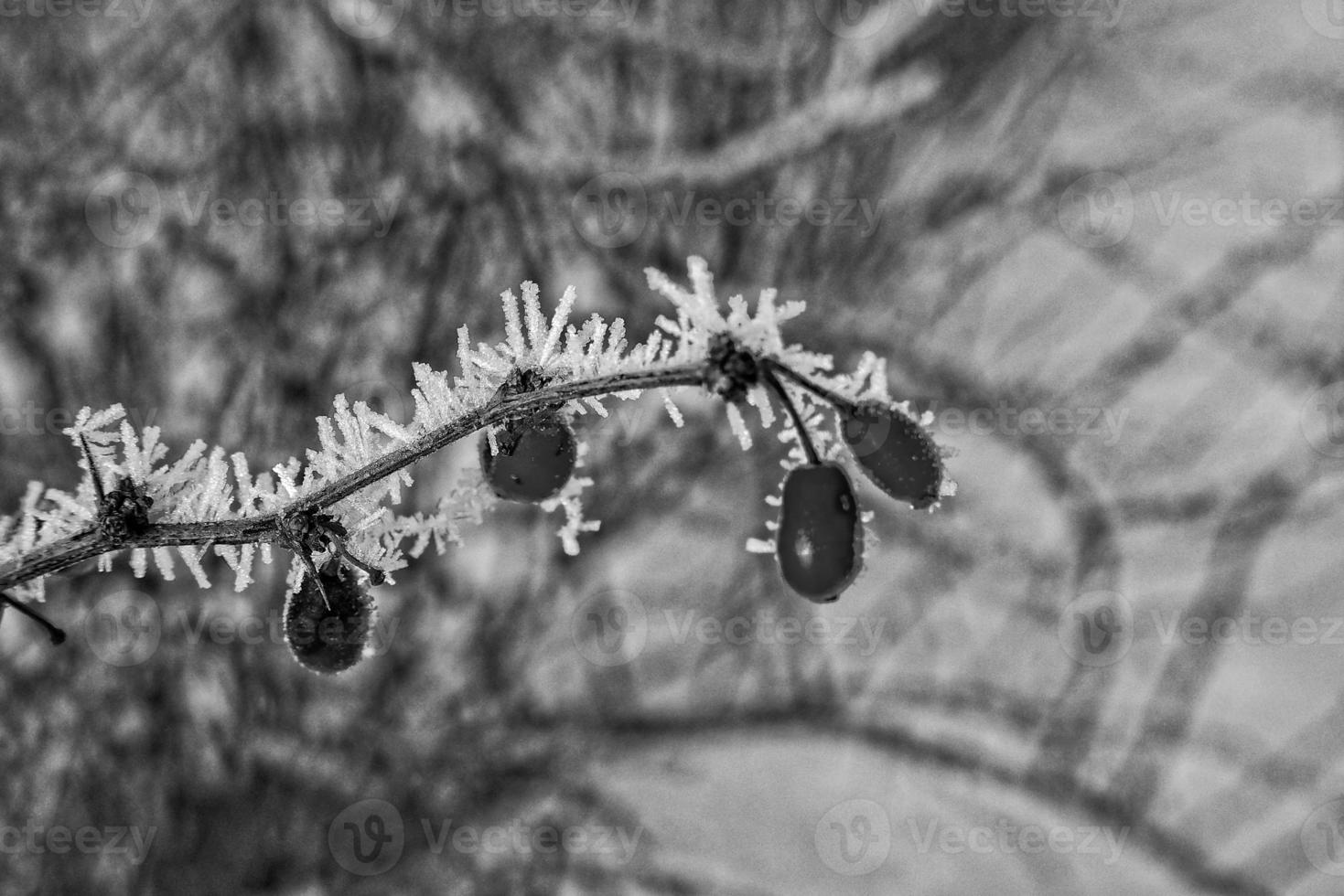 beautiful shrub with red fruits covered with white frost photo