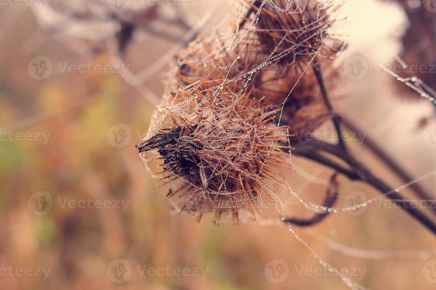 autumn spider web in the fog on a plant with droplets of water photo