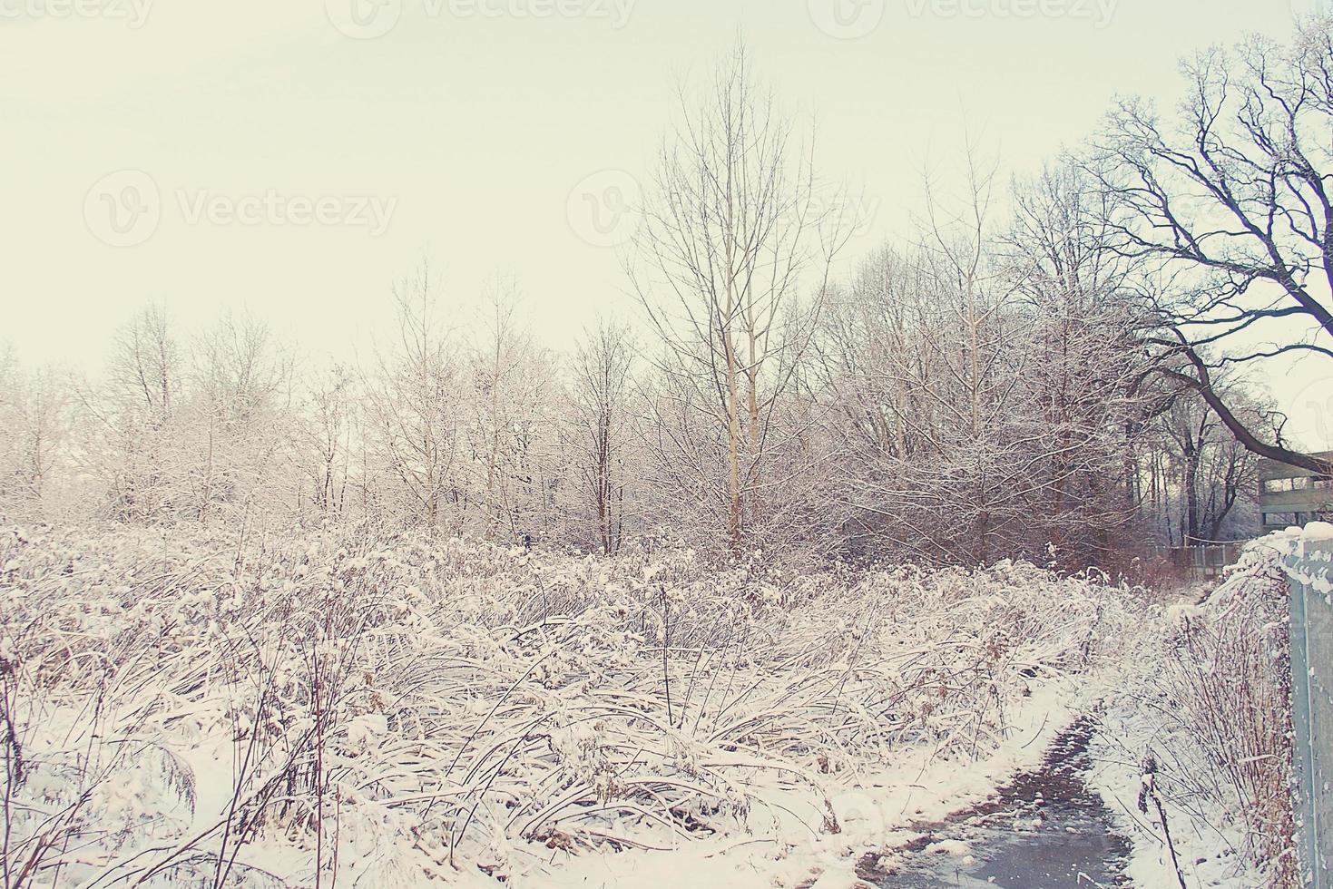 winter landscape with fresh snow and trees photo