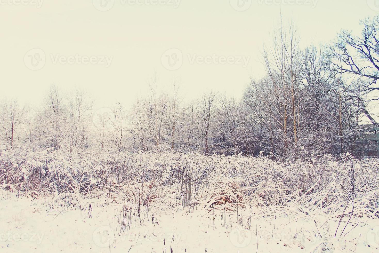 winter landscape with fresh snow and trees photo