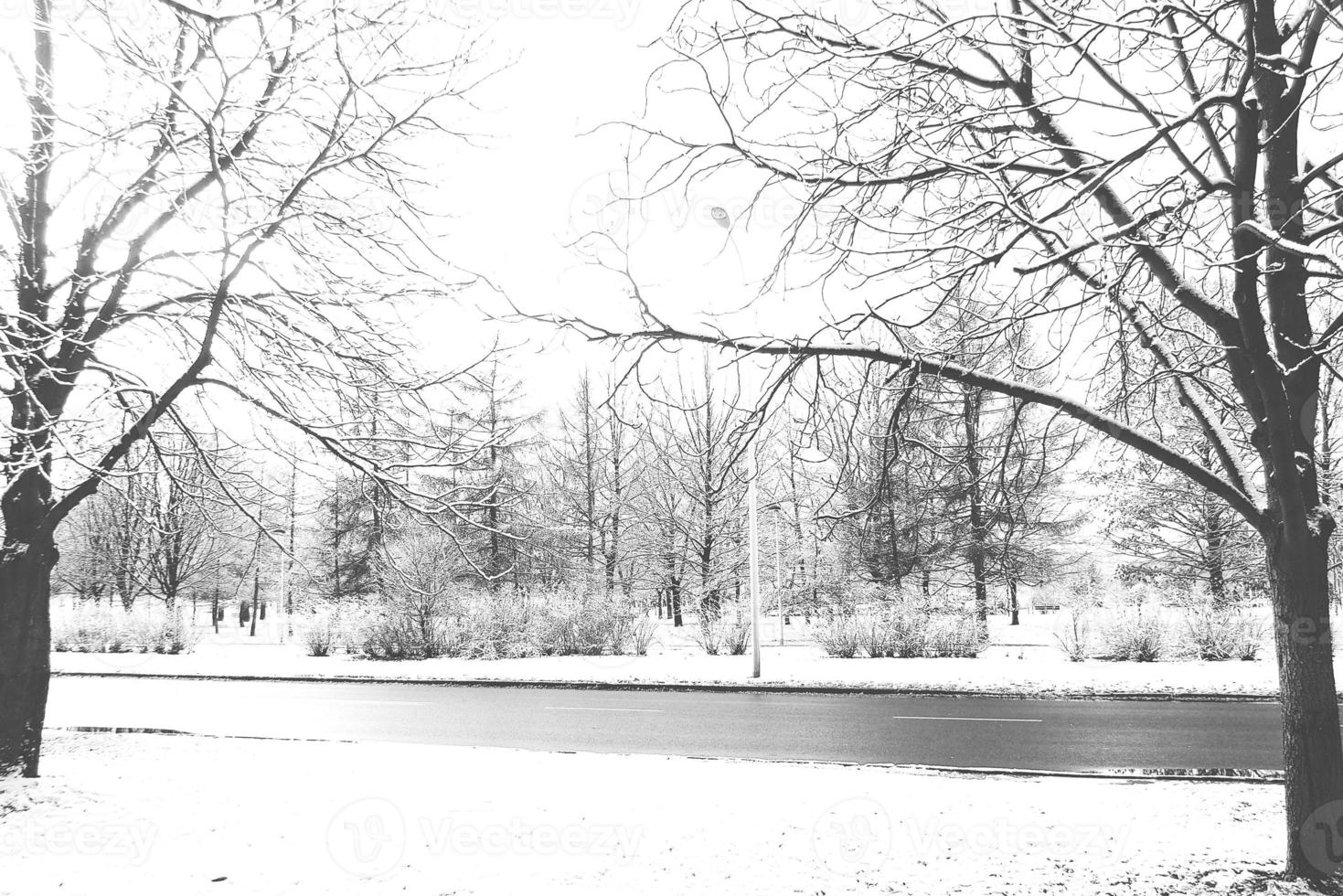 winter landscape with fresh snow and trees photo