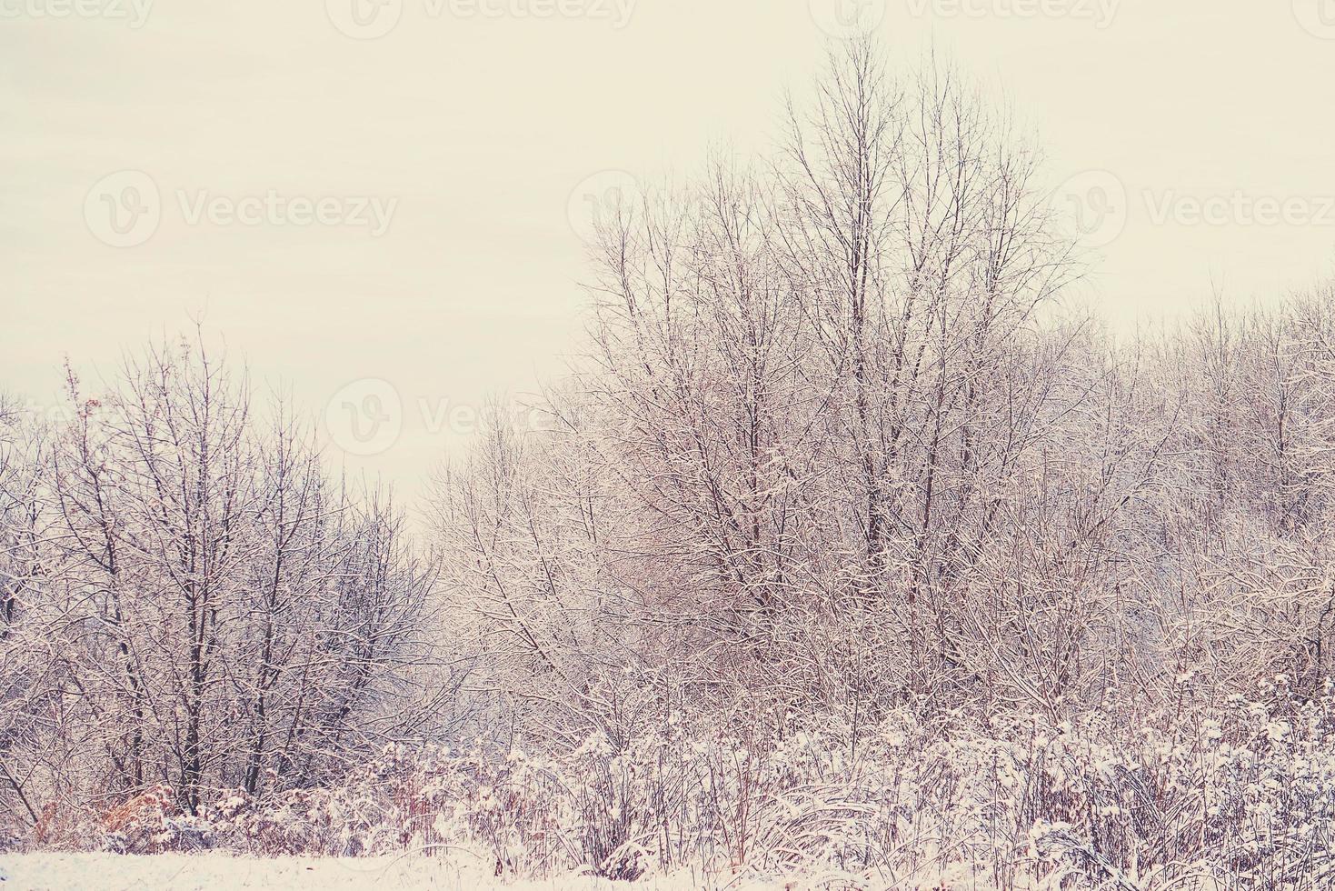 winter landscape with fresh snow and trees photo