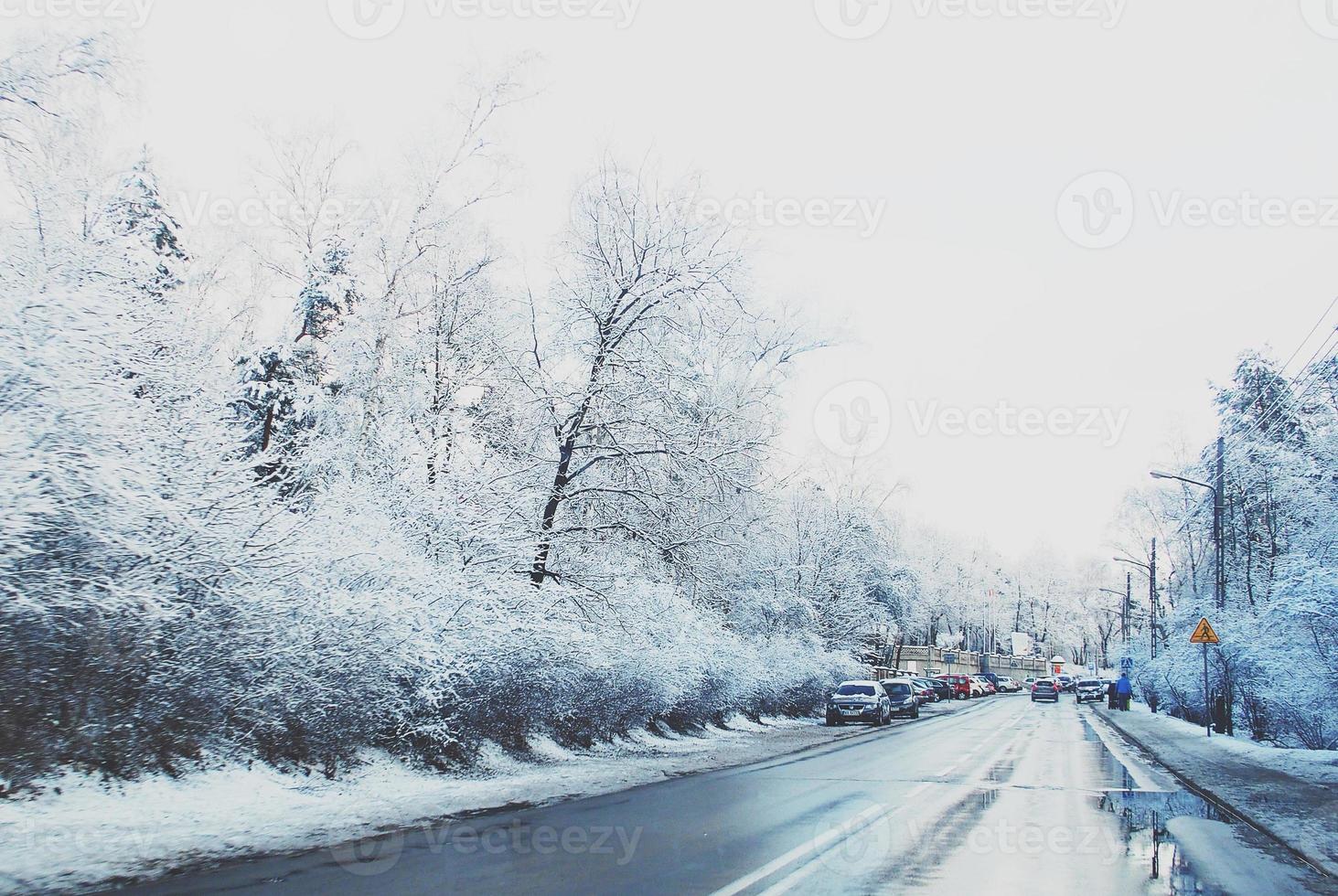 winter landscape with fresh snow and trees photo