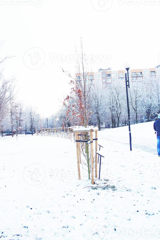 invierno paisaje con Fresco nieve y arboles foto