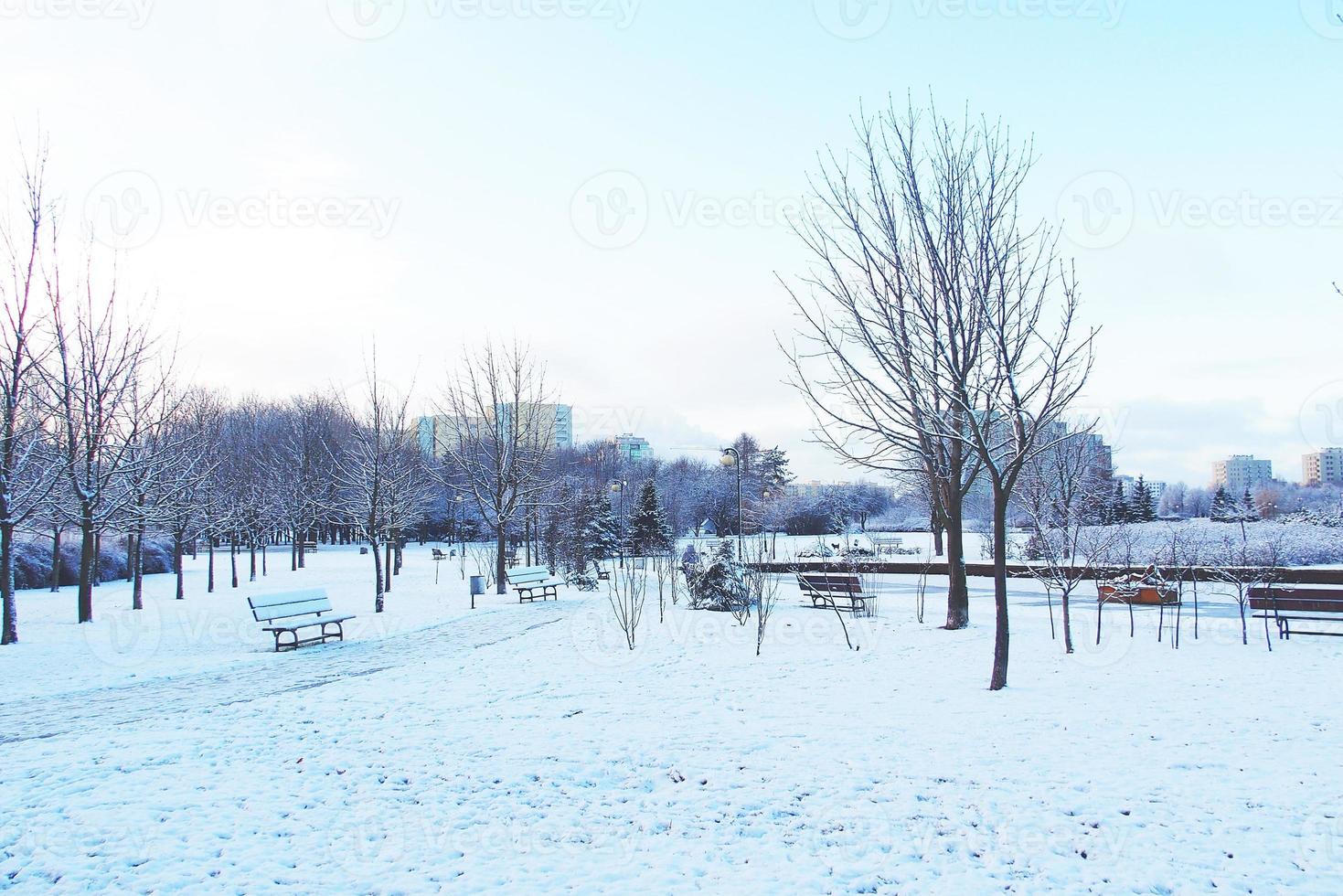 invierno paisaje con Fresco nieve y arboles foto