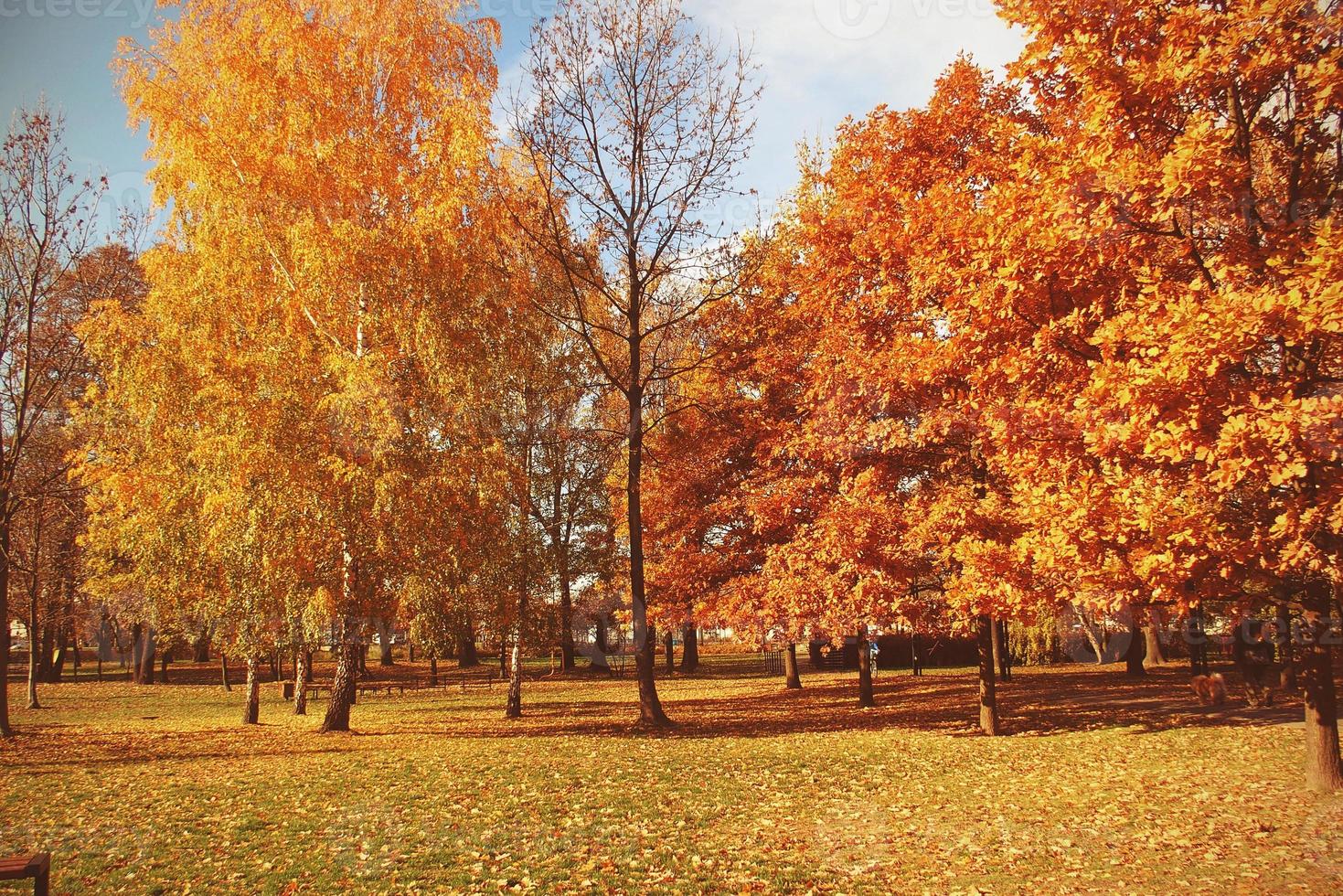 golden autumn landscape full of fallen leaves in the park photo