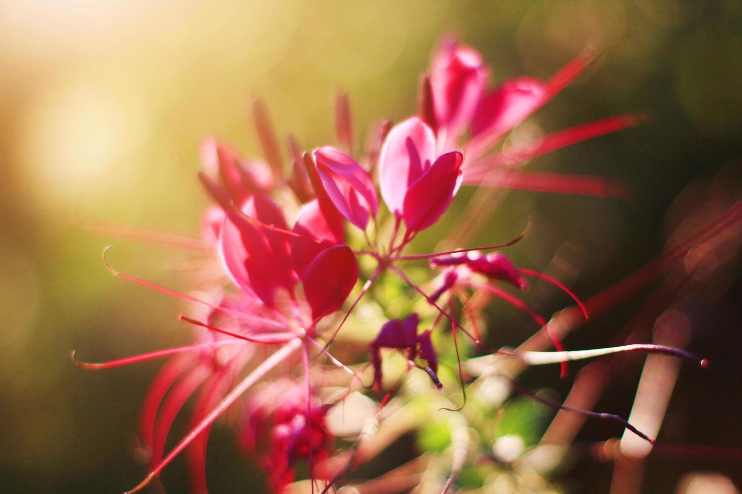 hermosa floreciente rosado Cleome spinosa linn o araña flores campo en natural luz de sol. foto