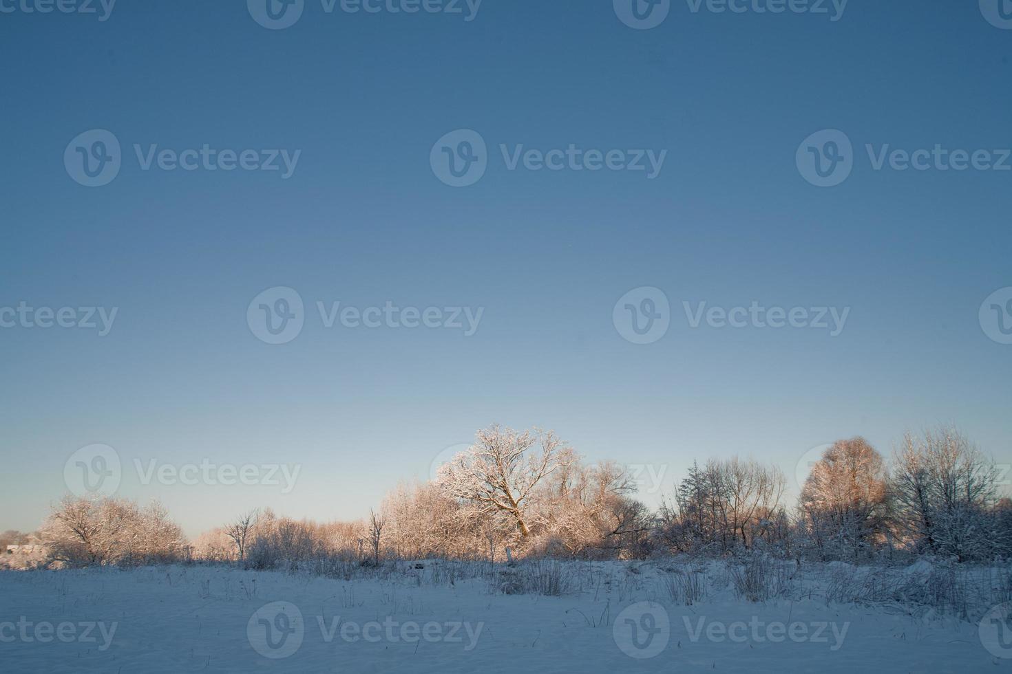 winter landscape with white beautiful snow trees and a blue cloudless sky photo