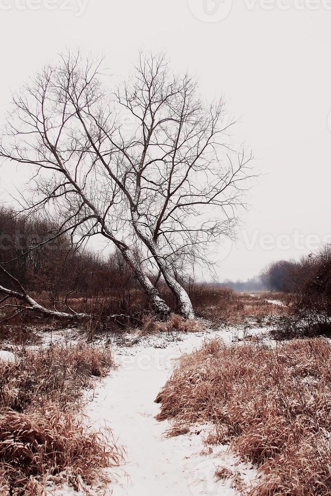 snowy white winter dirt road among trees photo