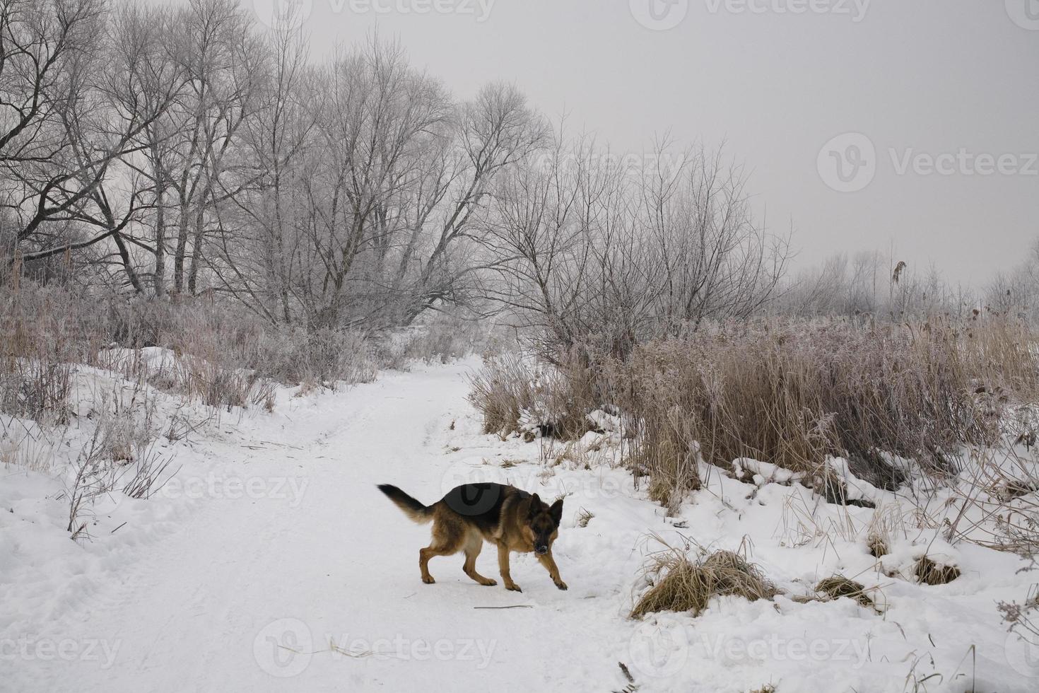 winter landscape of a gray morning with white snow and trees with a dog photo