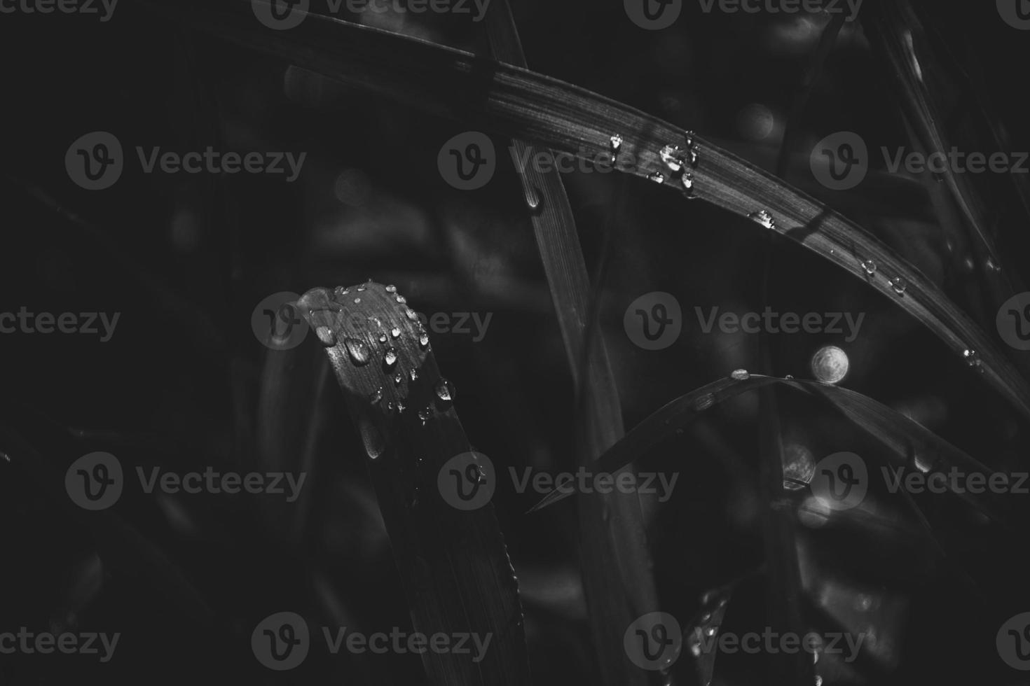 antecedentes con Fresco gotas de verano lluvia brillante en el Dom en un herboso campo foto