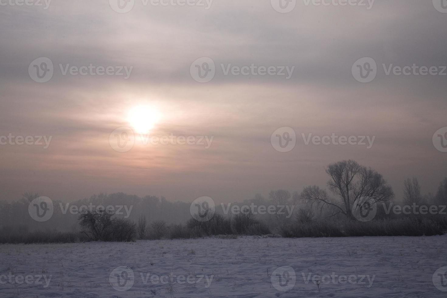 serene pastel winter morning with white snow and black trees and the sun piercing through the clouds in the sky photo