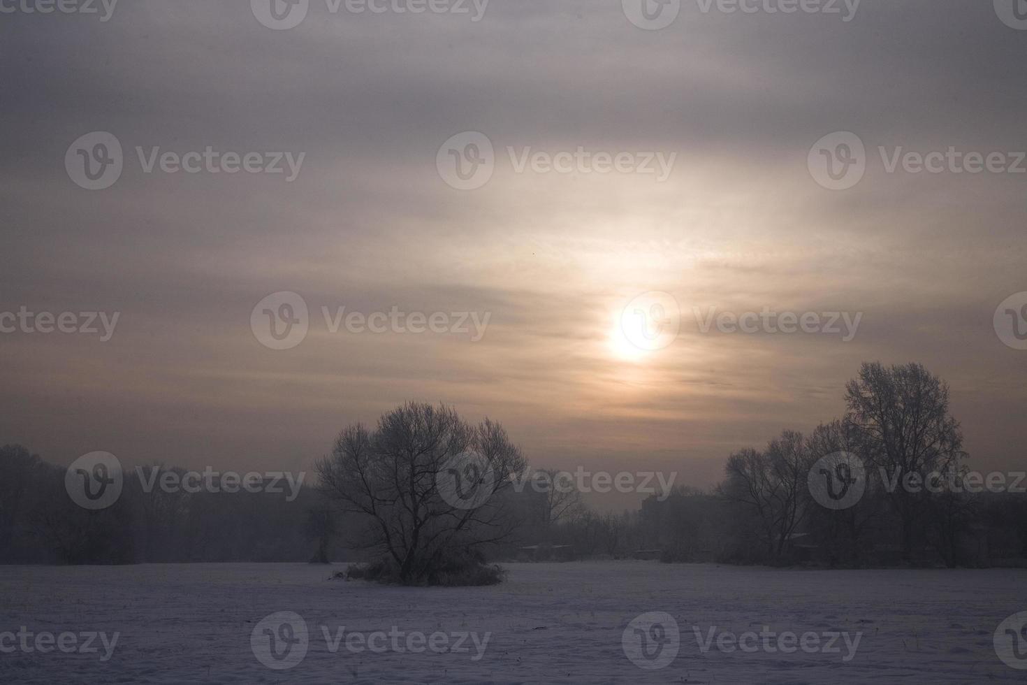 serene pastel winter morning with white snow and black trees and the sun piercing through the clouds in the sky photo