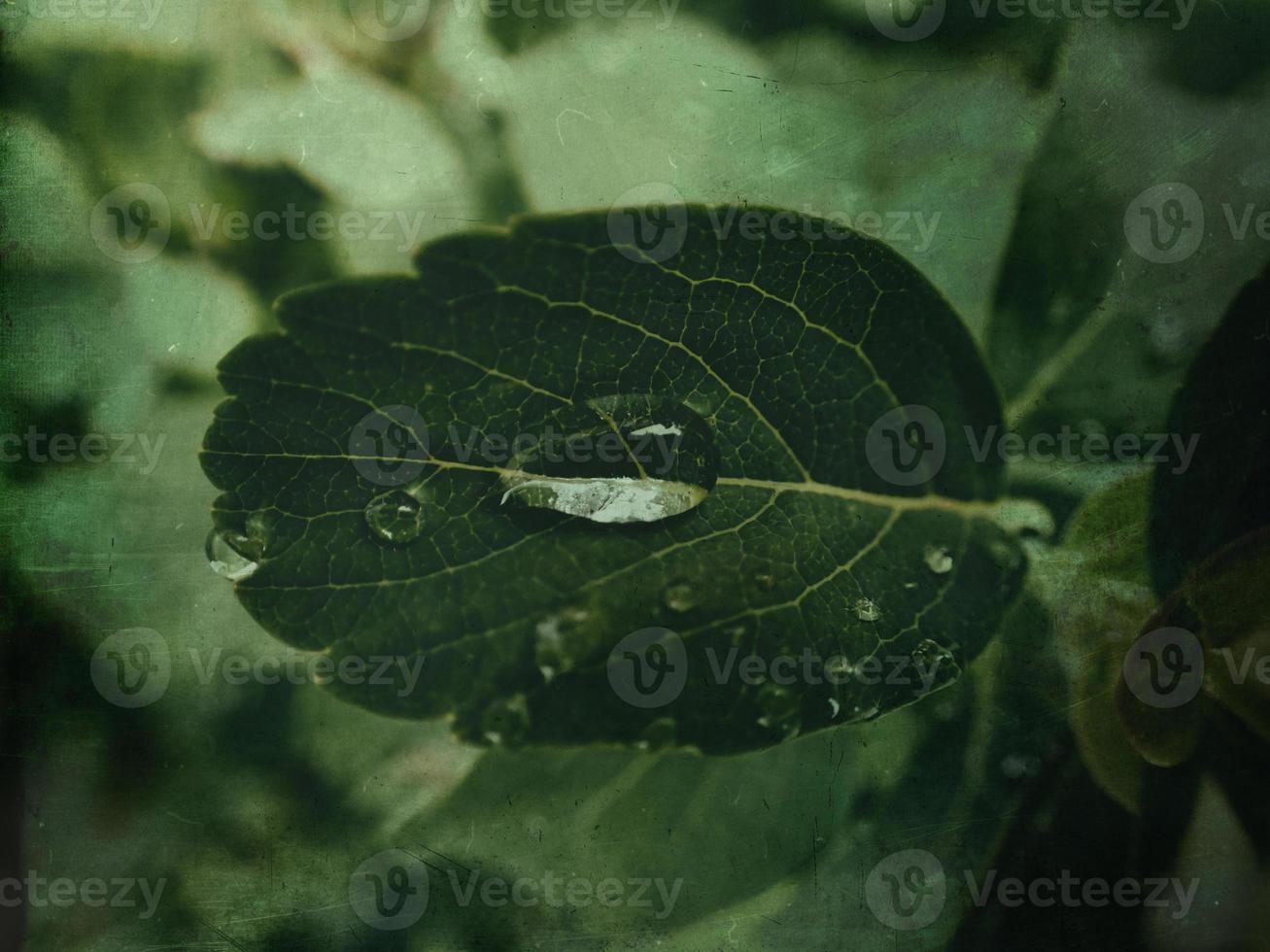 summer plant with raindrops on green leaves photo