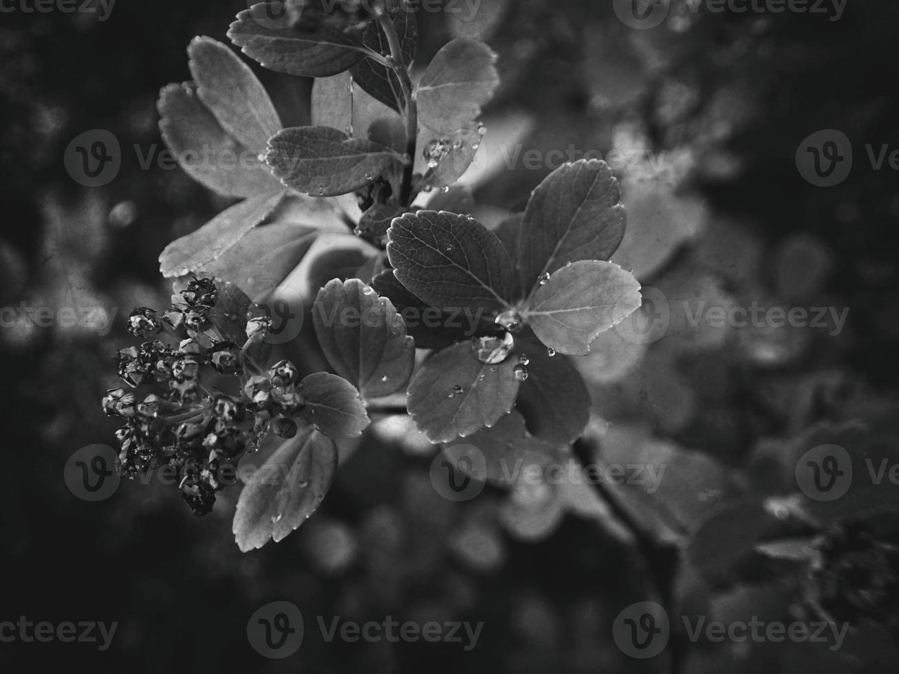 hermosa verano planta con gotas de lluvia en el hojas monocromo foto