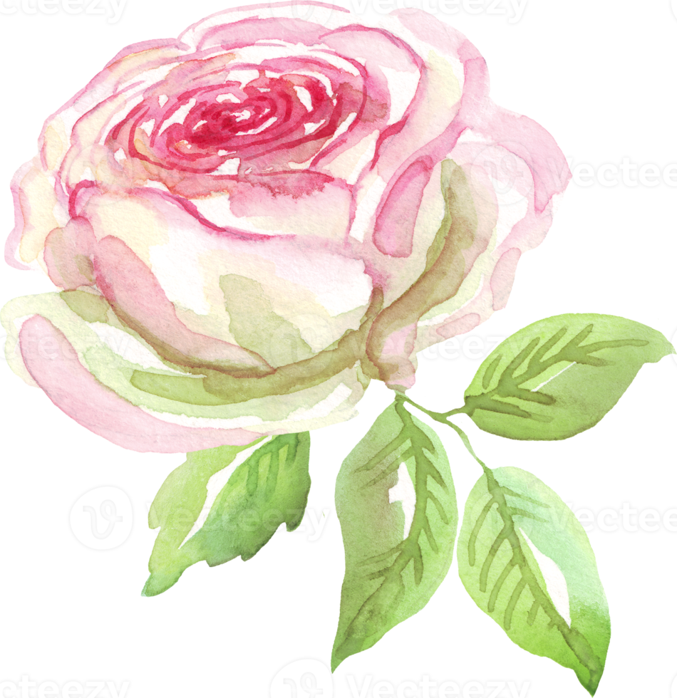 Watercolor rose. Hand-painted clipart. Isolated png