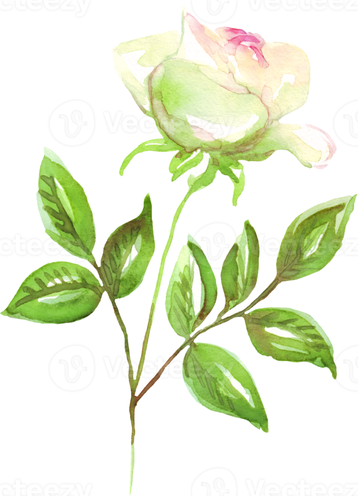 Watercolor rose. Hand-painted clipart. Isolated png