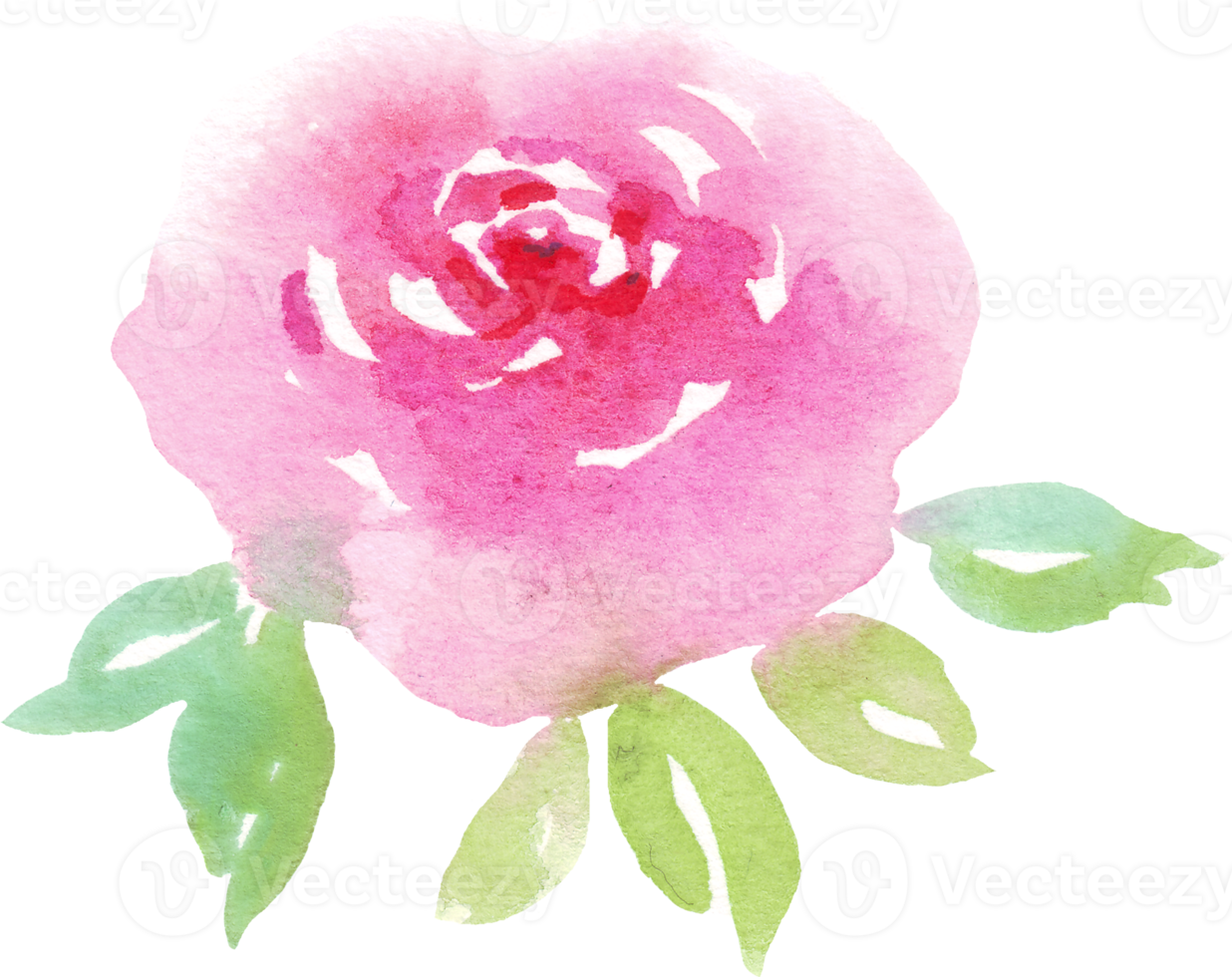 Watercolor rose. Hand-painted clipart. Isolated png