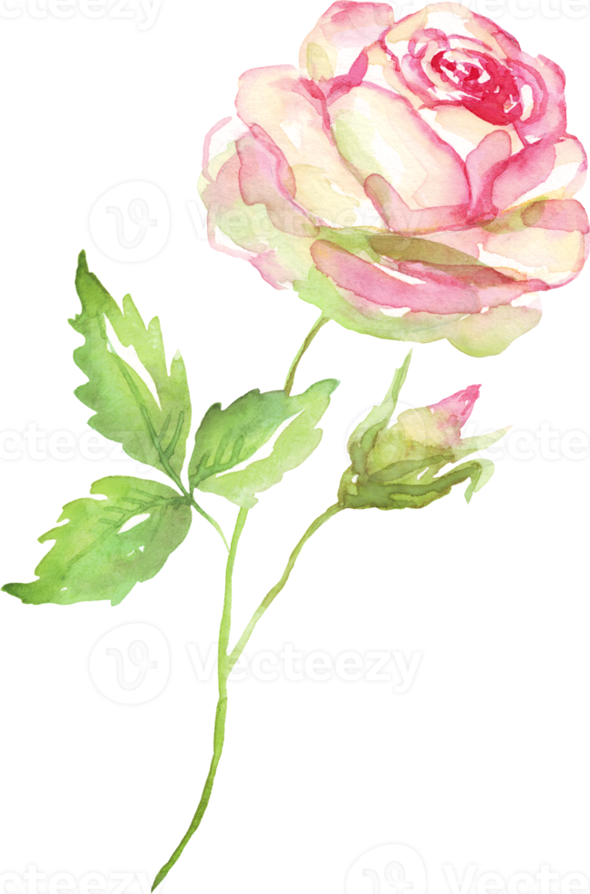 Watercolor rose. Hand-painted clipart. Isolated png