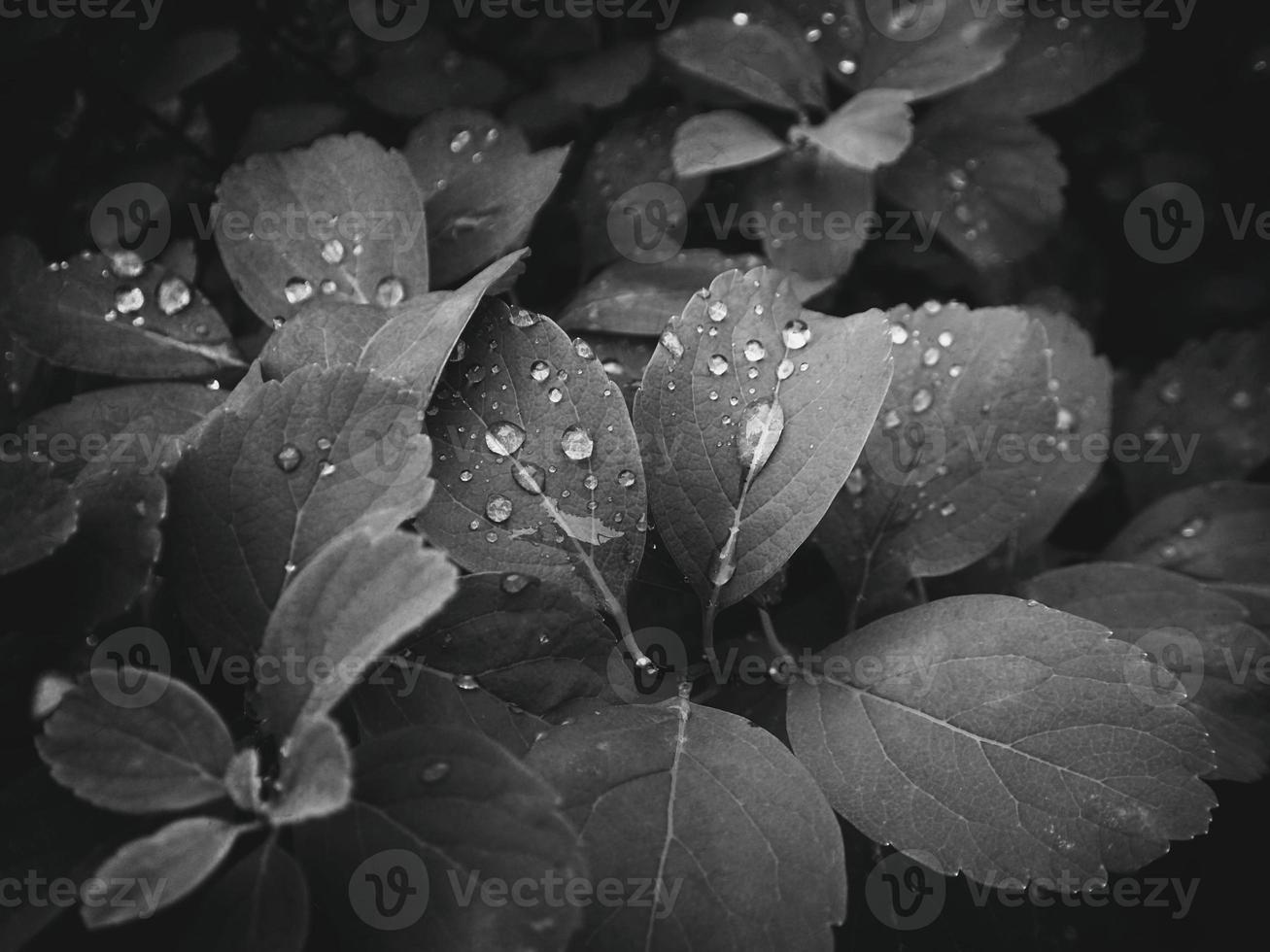 hermosa verano planta con gotas de lluvia en el hojas monocromo foto