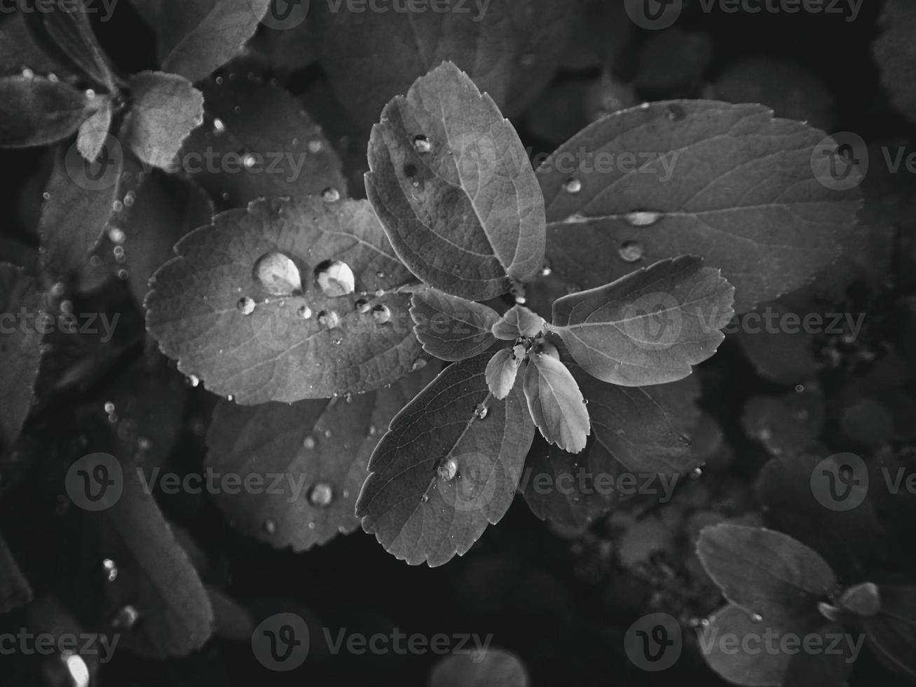 beautiful summer plant with raindrops on the leaves monochrome photo