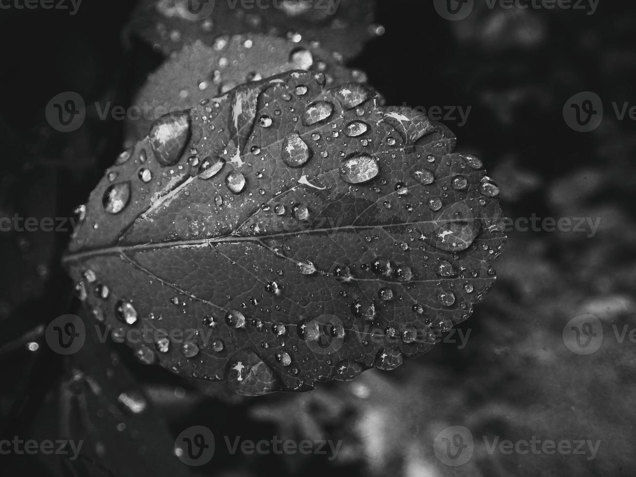 hermosa verano planta con gotas de lluvia en el hojas monocromo foto