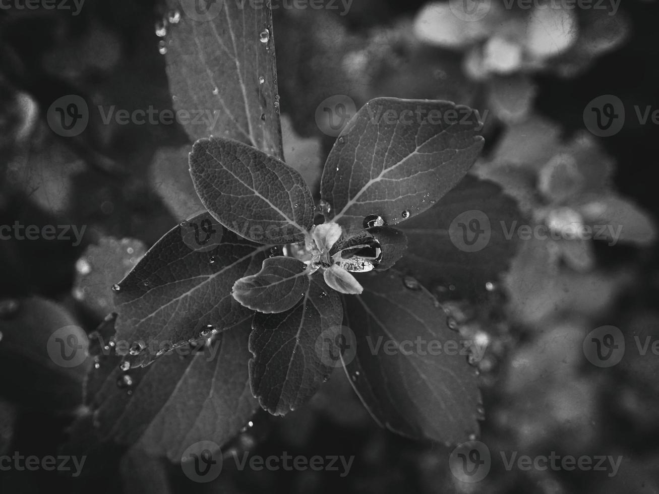 hermosa verano planta con gotas de lluvia en el hojas monocromo foto