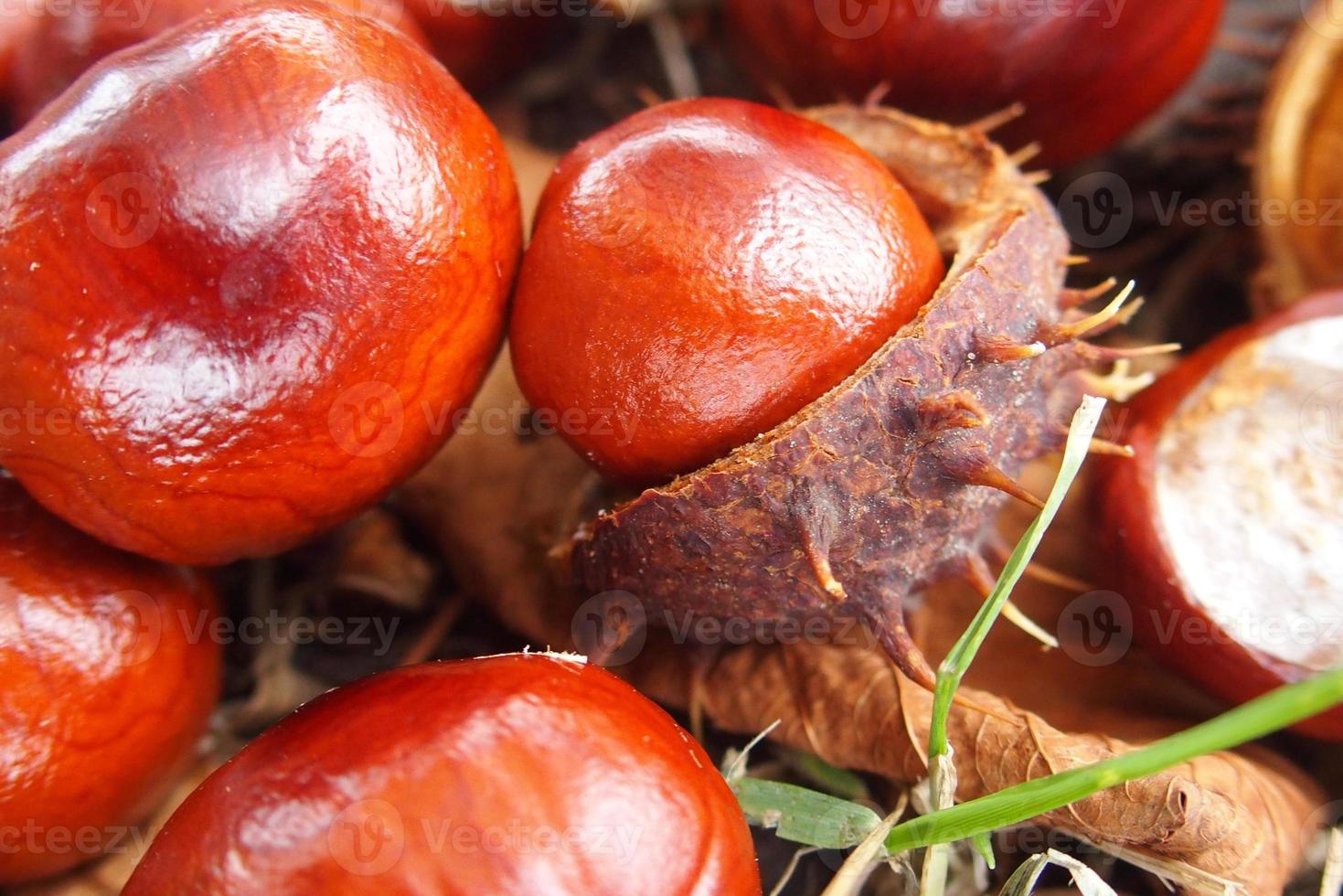 brown chestnuts collected on an autumn day photo