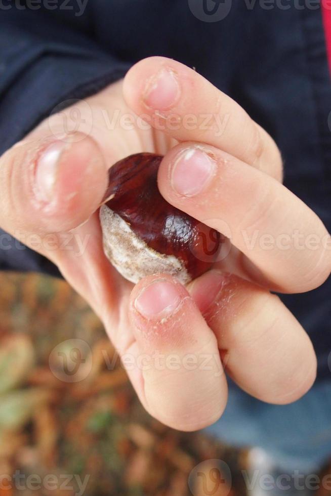 brown autumn chestnuts in the hands of a small child photo