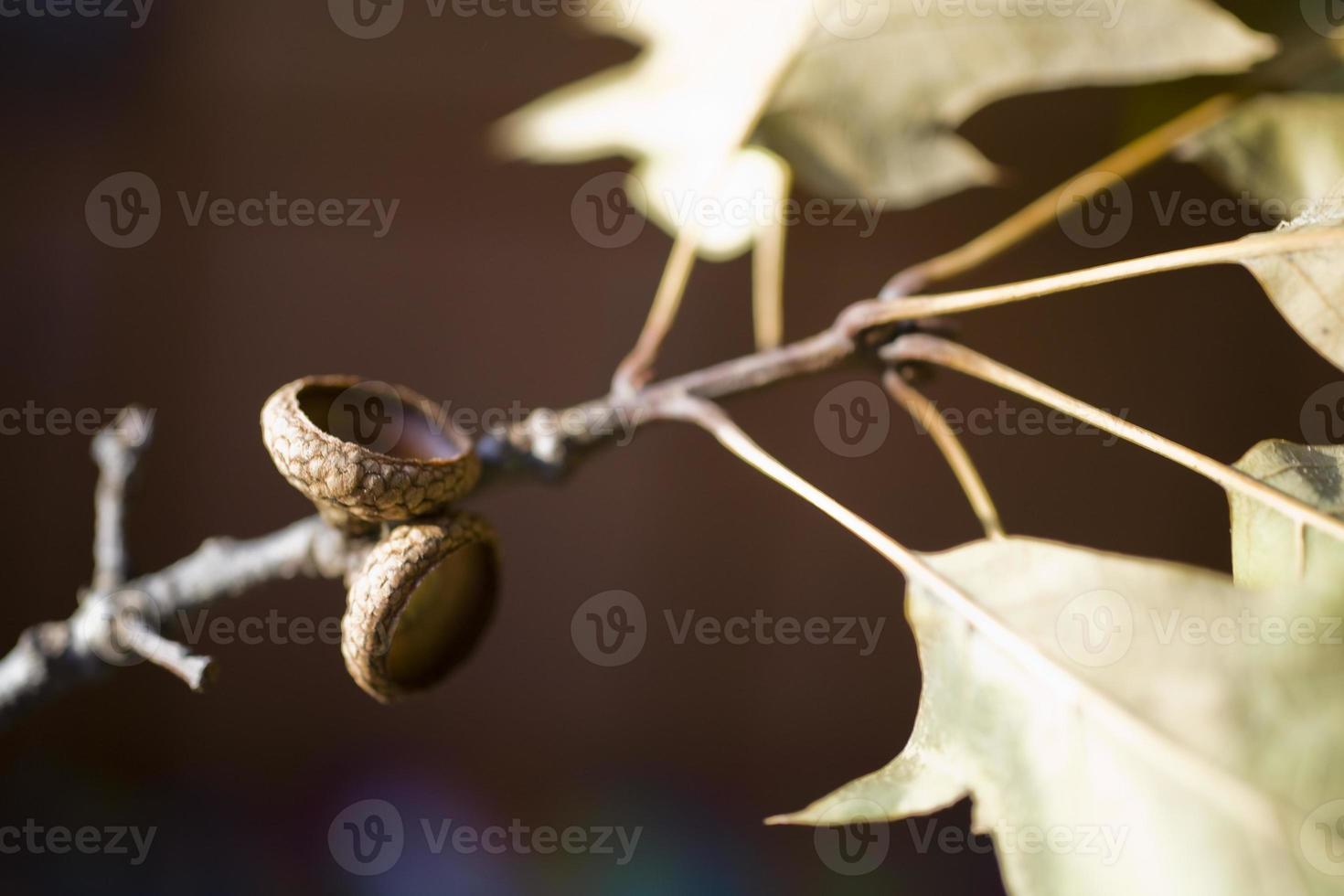 background with autumn colored maple leaves photo