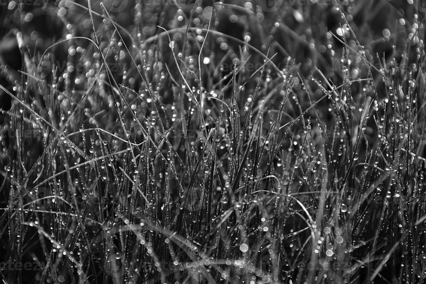 spring background with young grass blades in drops of morning dew in the warm sun photo