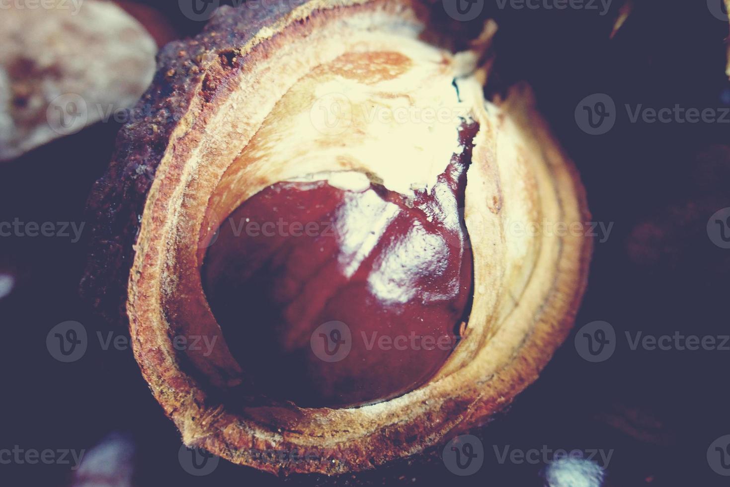 brown chestnuts collected on an autumn day photo