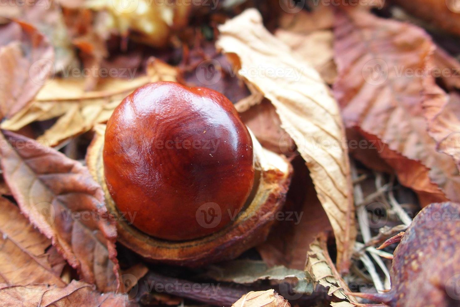 brown chestnuts collected on an autumn day photo