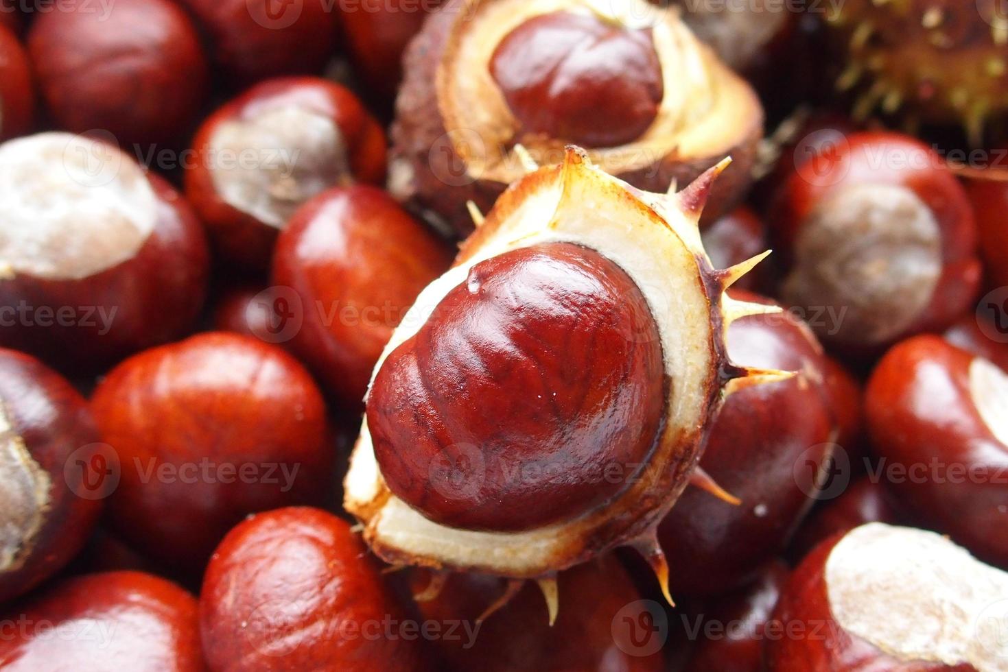 brown chestnuts collected on an autumn day photo