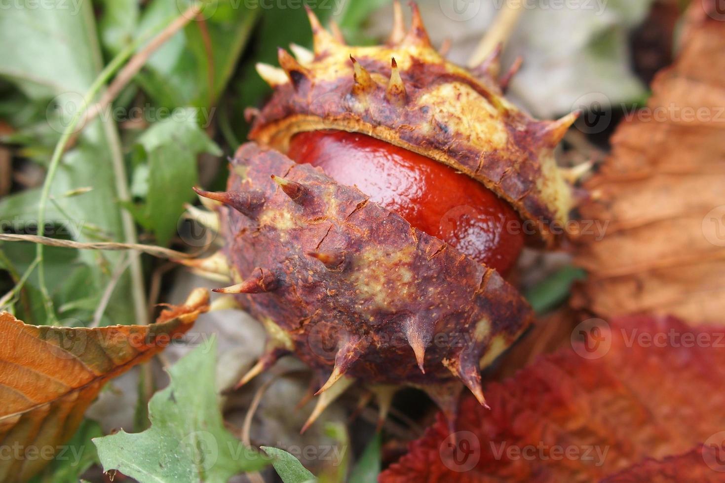 brown chestnuts collected on an autumn day photo