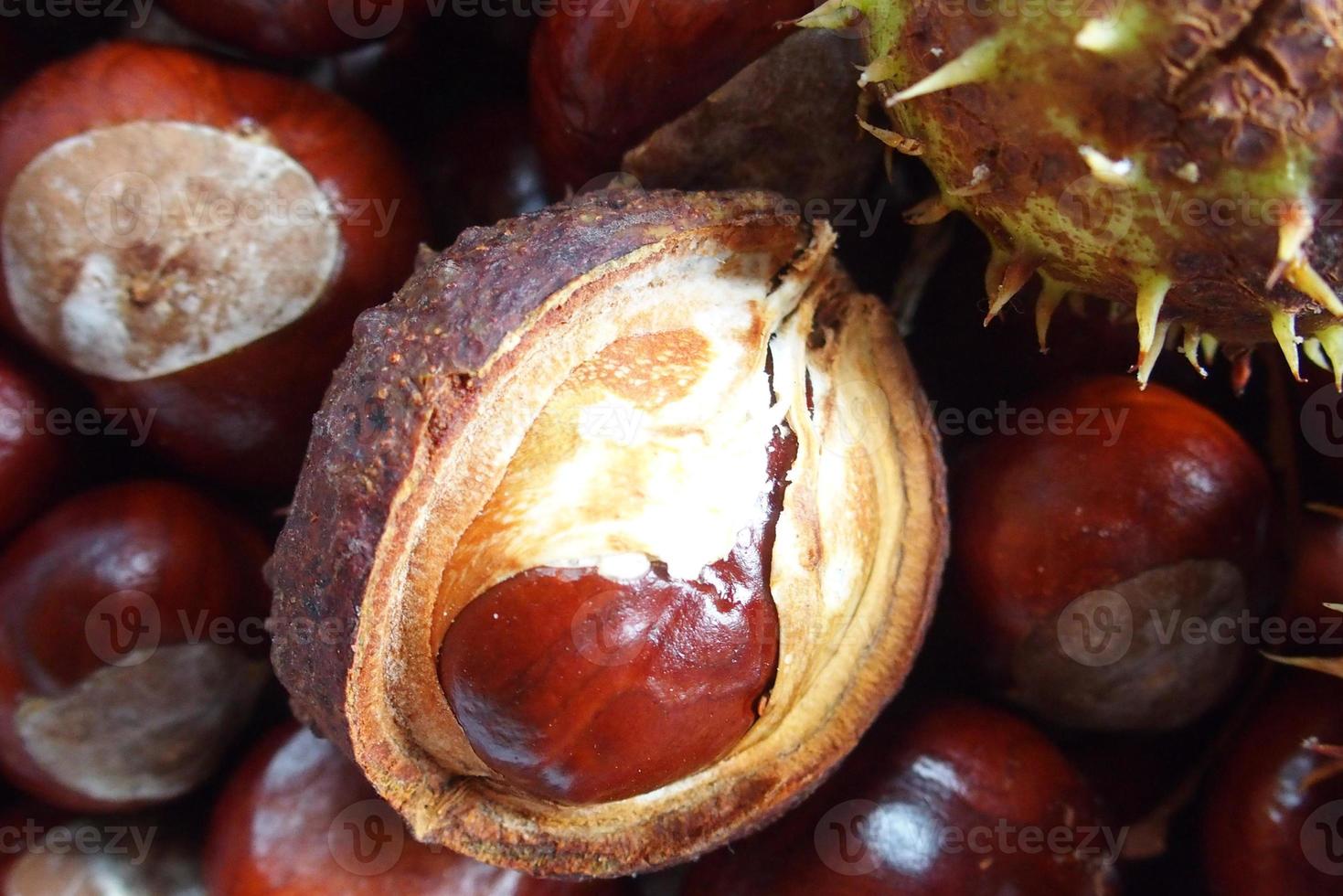 brown chestnuts collected on an autumn day photo