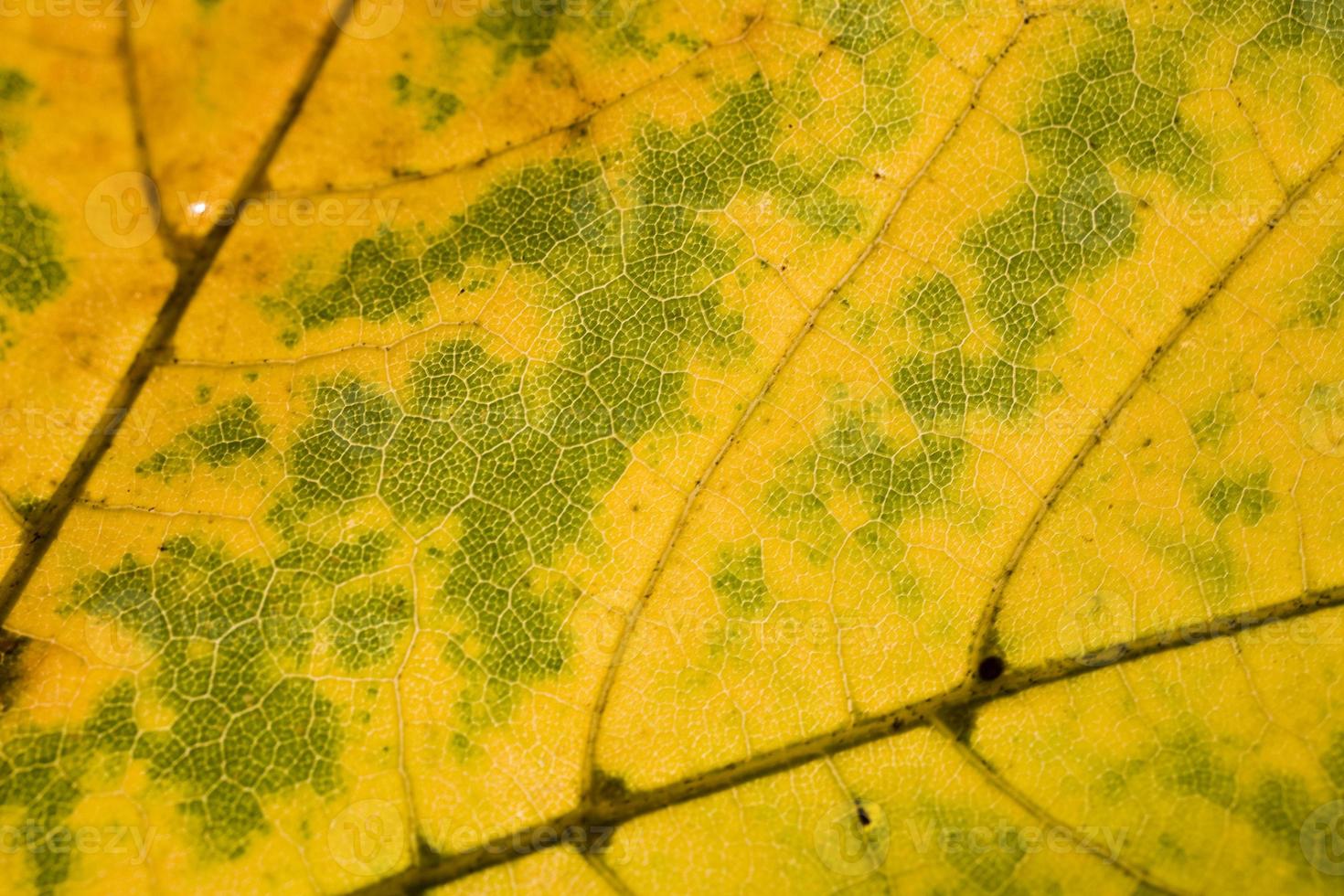 background with autumn colored maple leaves photo