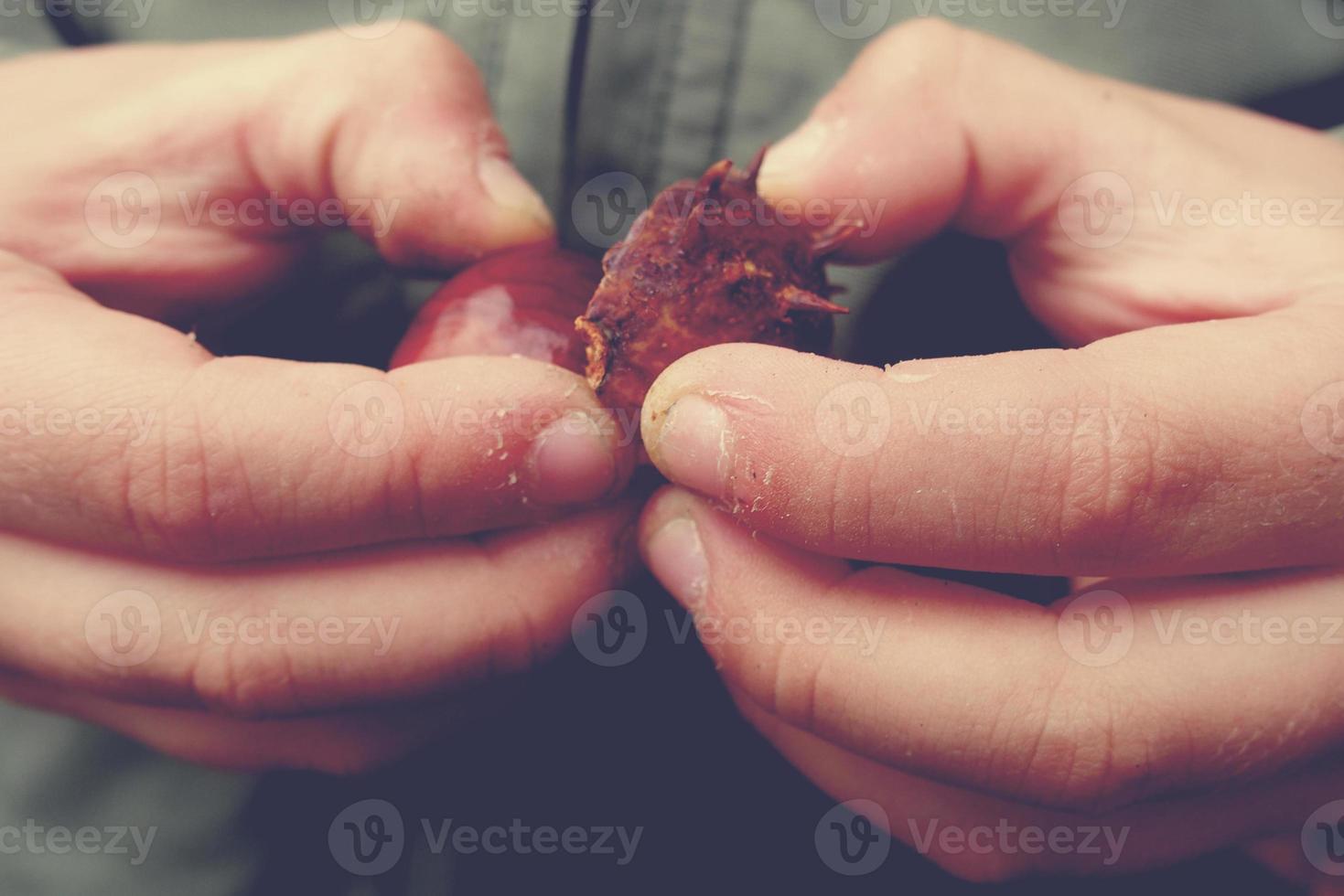 brown autumn chestnuts in the hands of a small child photo