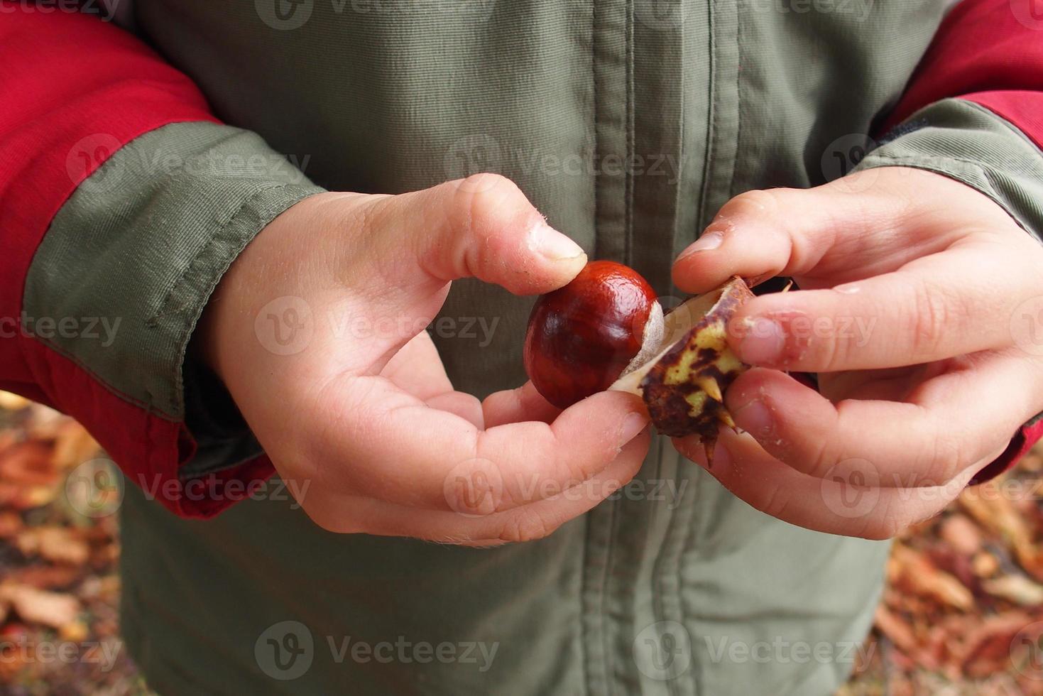 brown autumn chestnuts in the hands of a small child photo