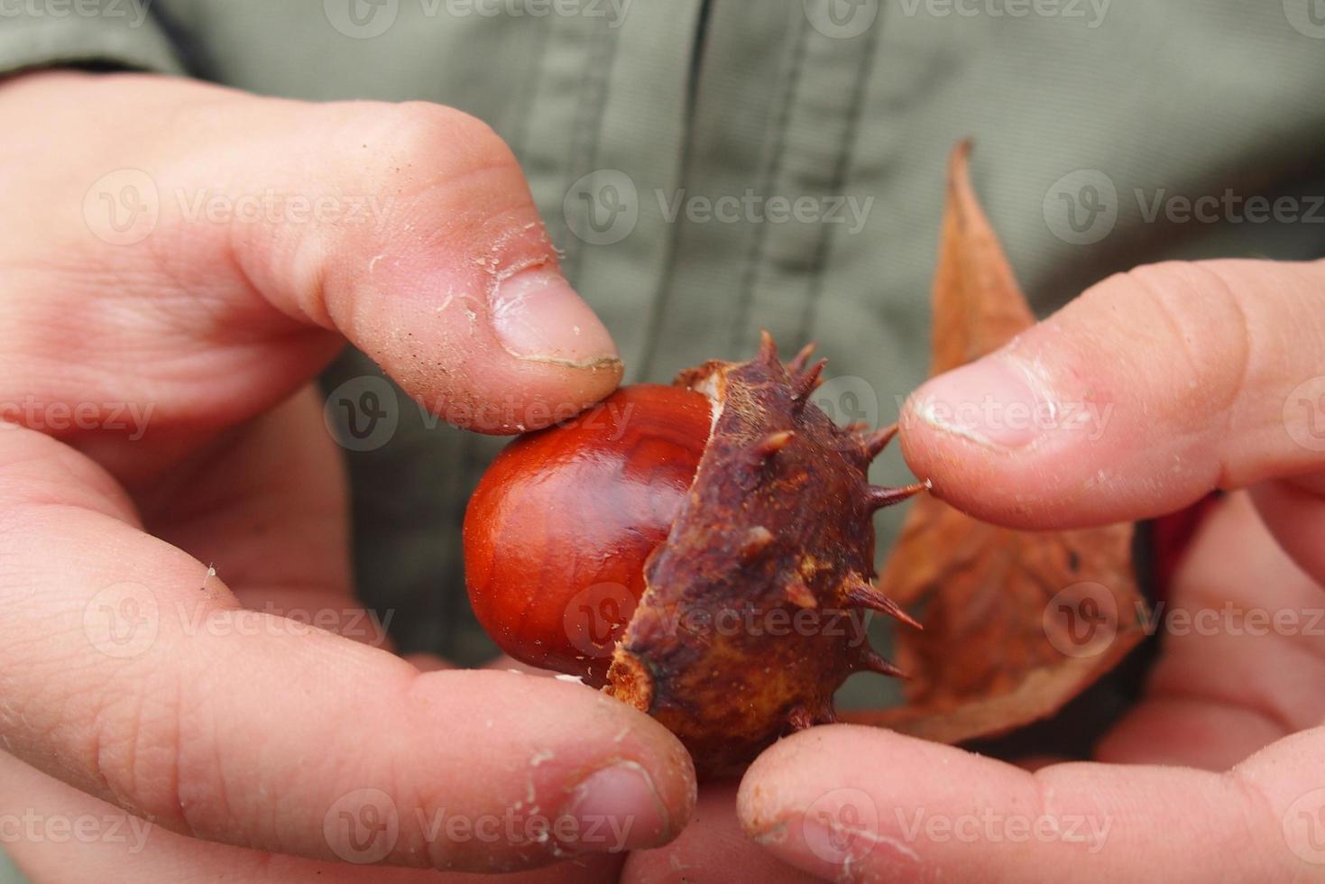 brown autumn chestnuts in the hands of a small child photo