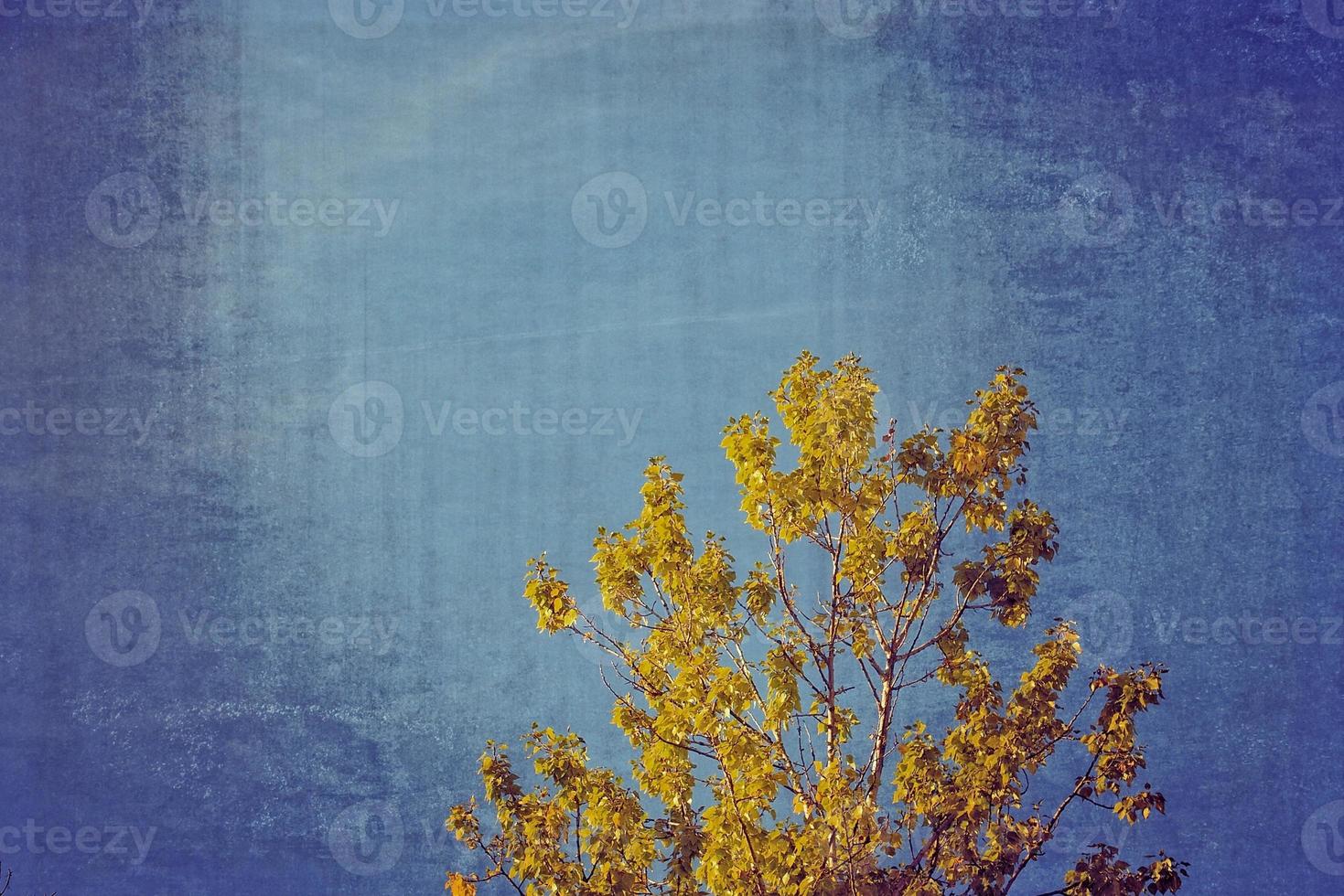 tree branches with golden leaves on a background of blue autumn sky photo