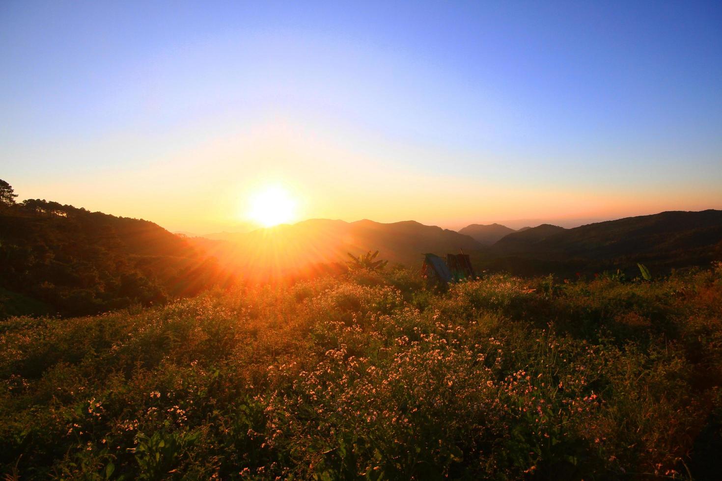 Beautiful bloming wild flowers fields and meadow in springtime on sunset and natural sunlight shining on mountain. photo