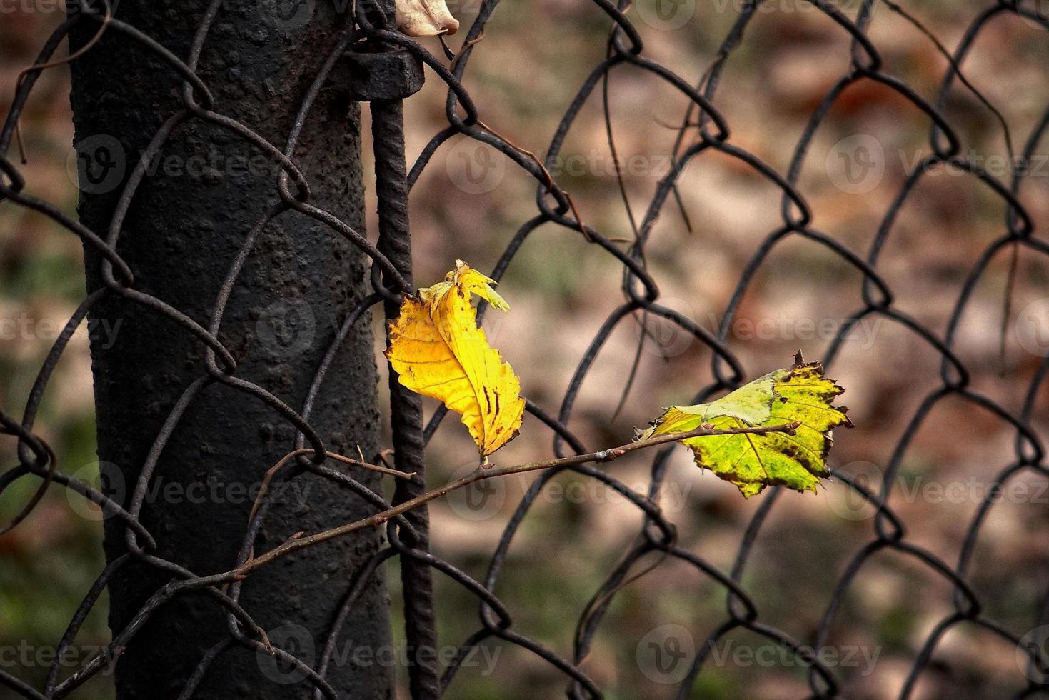 lonely autumn leaf lit by spotting through the sun photo